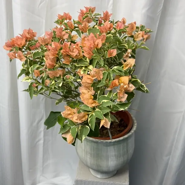 【马斯】三角梅勤花四季开花花叶共赏庭院阳台好养易活