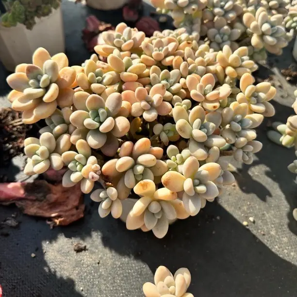 香水洛神，盆装露养3年以上老桩，【不带盆土】