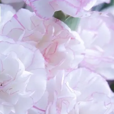 粉色单头康乃馨云南基地直发鲜花适合家庭水养鲜切花插花