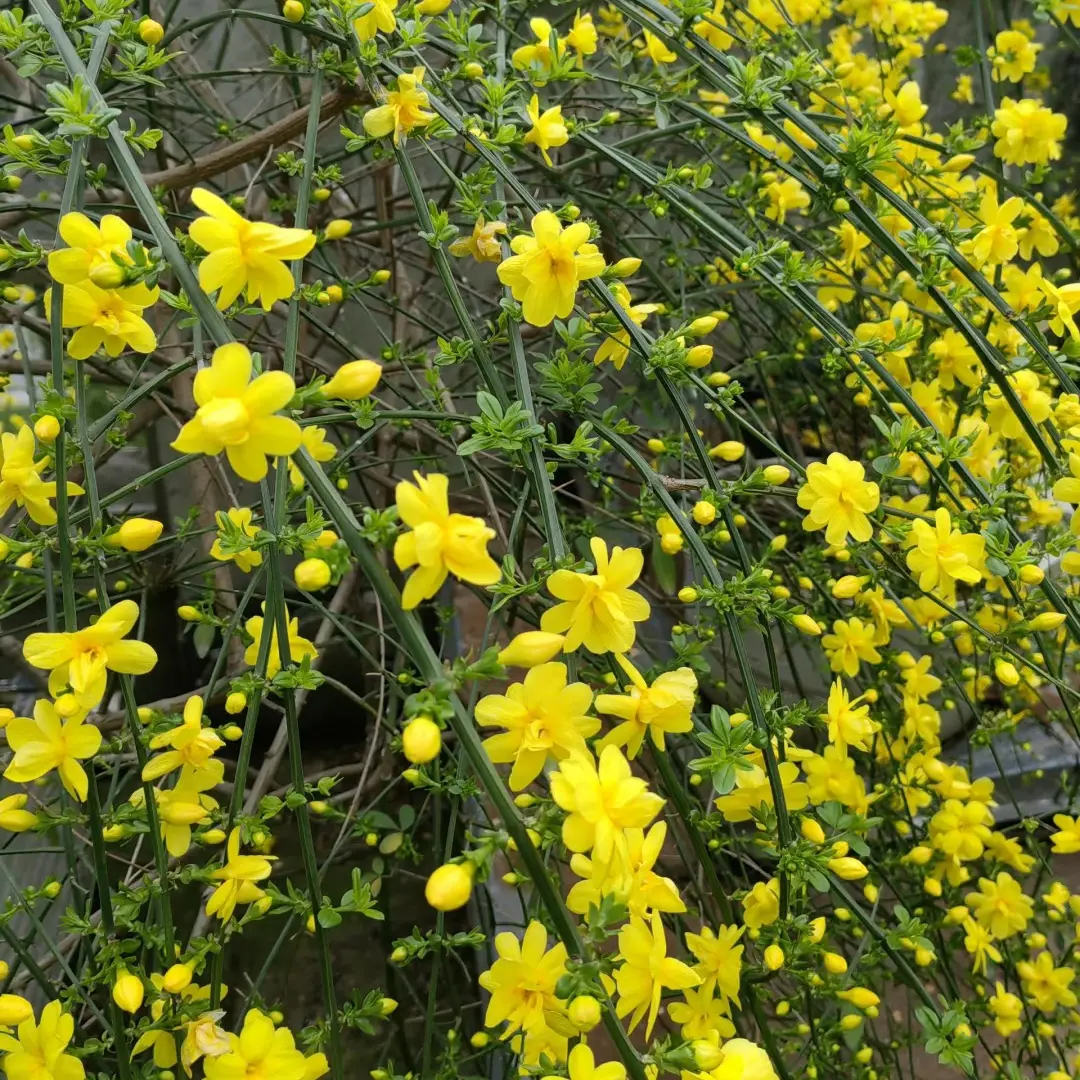 迎春花树苗盆栽可垂吊攀援适合阳台庭院的耐寒花卉