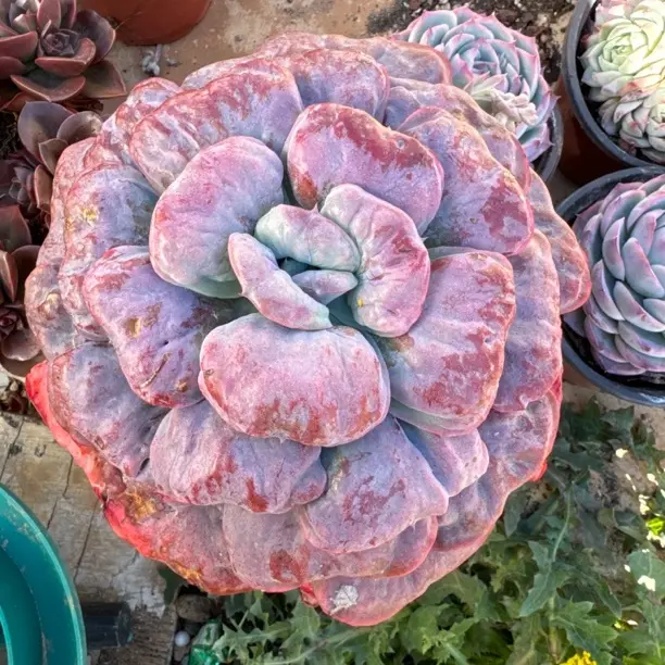 一物一拍星之月多肉