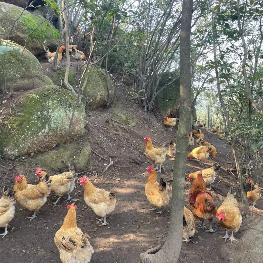 安徽六安高山散养黄油老母鸡带内脏新鲜现杀深山正宗