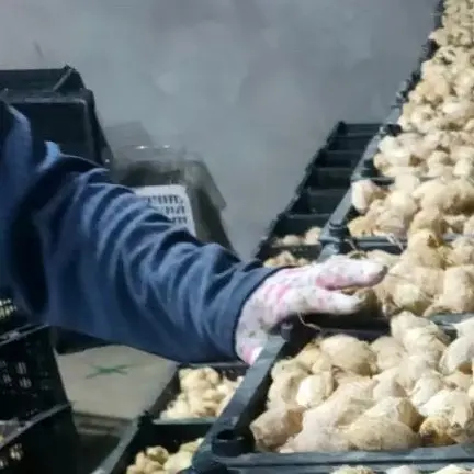 东北特产柞蚕蛹鲜活蚕蛹带壳茧蛹活体原产地直发顺丰包邮