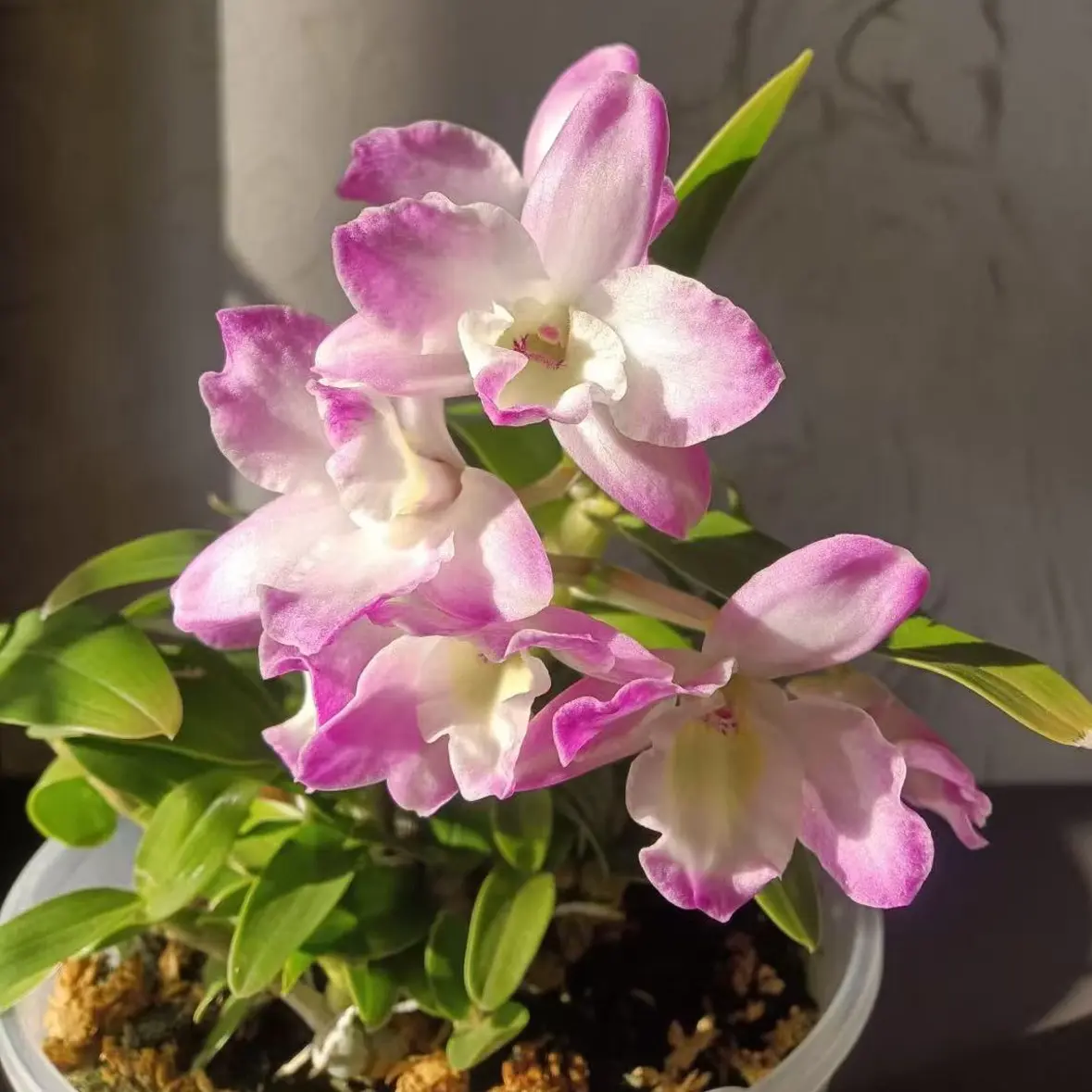 粉霸石斛木盆种植，花大花好看