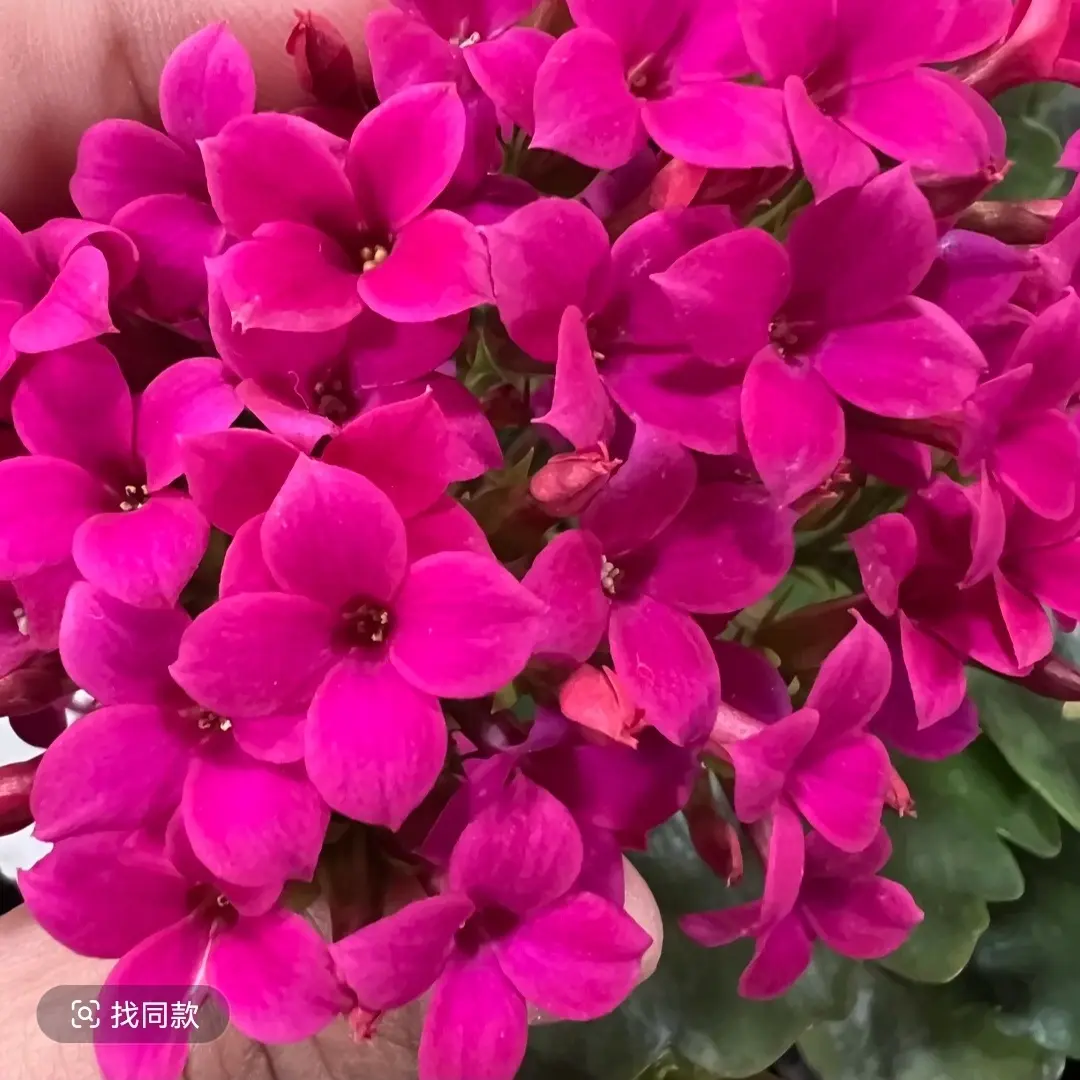 长寿花-（紫霞仙子）130盆   独颗苗