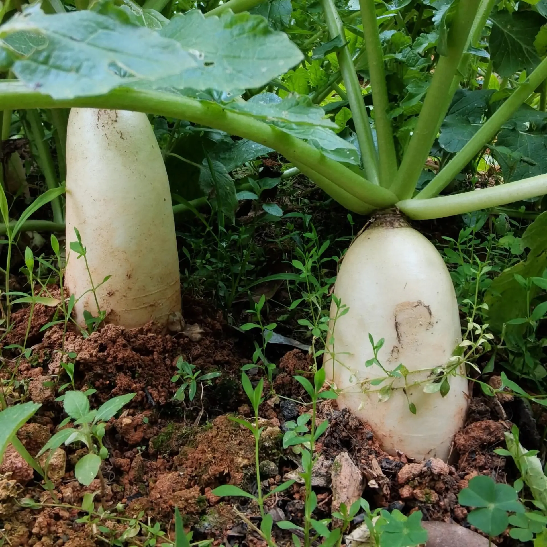 萝卜脆甜多汁新鲜可生吃可做菜