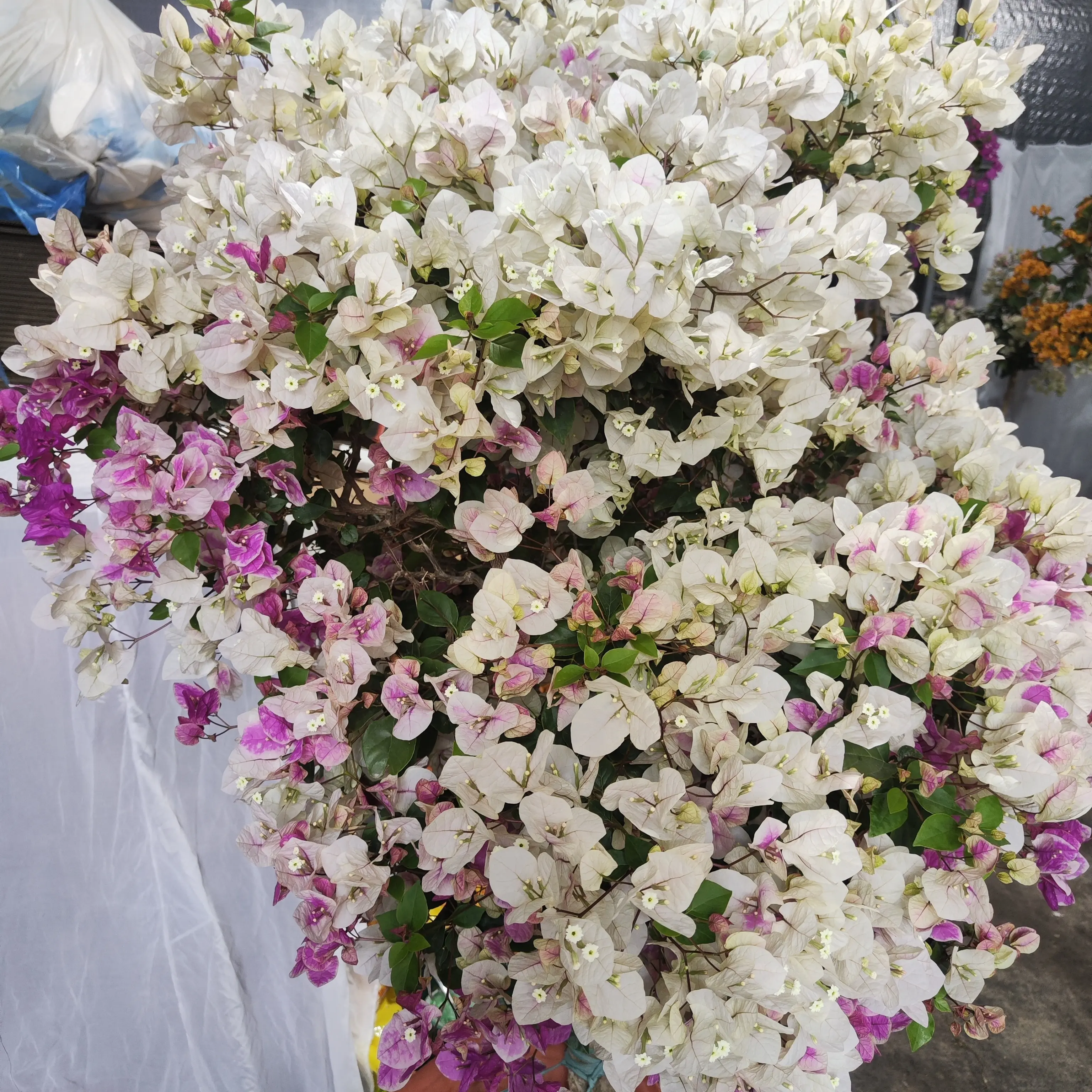 三角梅盆栽老桩带花苞四季开花室内外阳台庭院爬藤花卉