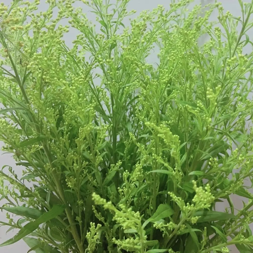 （配花配草果子花材链接）1个运费可拍多件，零下温度请拍保温棉