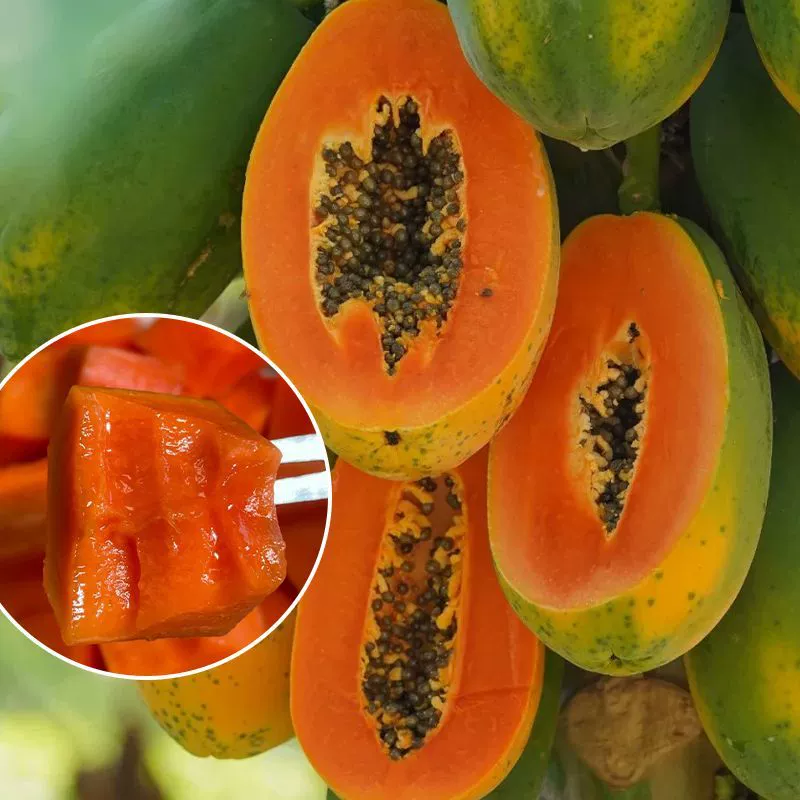 现摘红心牛奶木瓜新鲜冰糖应季水果树上熟鲜果青皮整箱批发