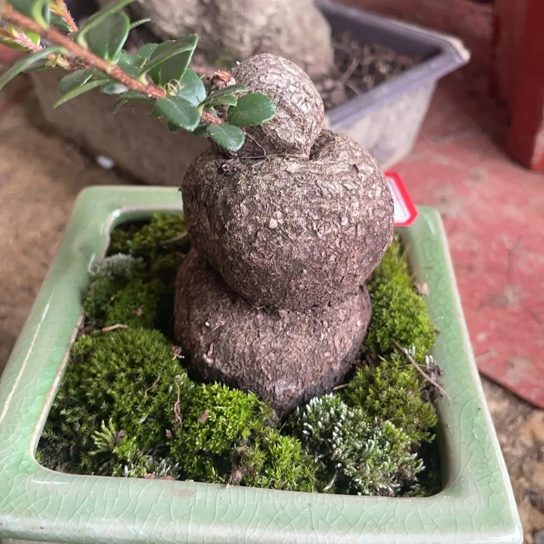 树萝卜微景观微盆景可观赏植物