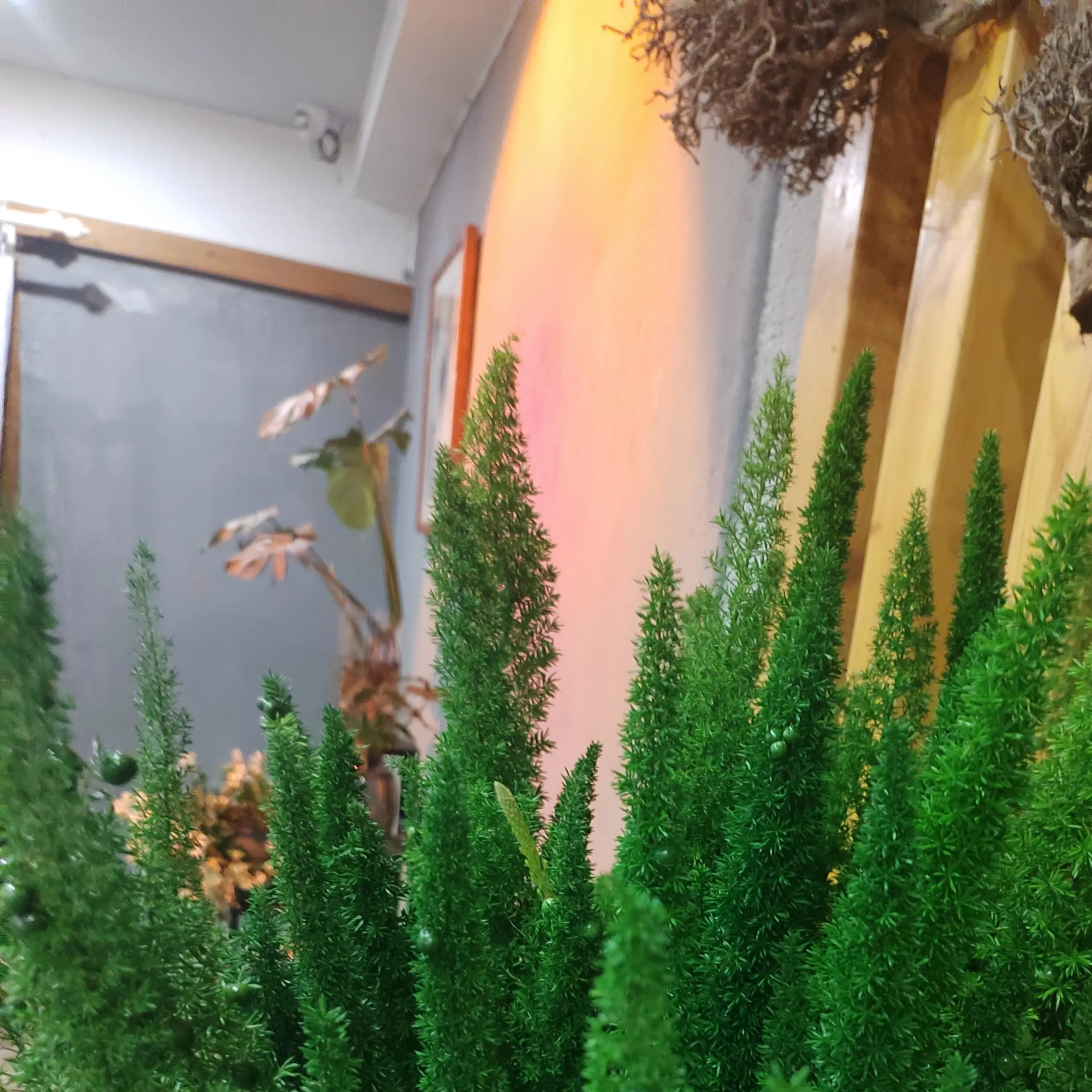 狐尾天门冬绿植盆栽四季常绿庭院阳台好养植物（不带盆）