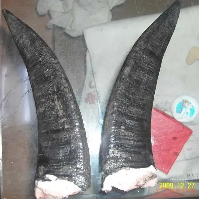 广西黑山羊羊犄角