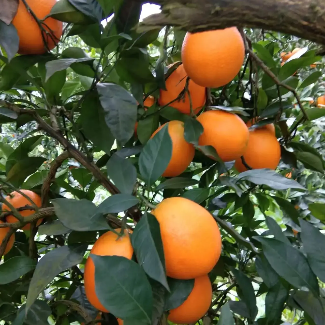 精品大果正宗湖北纽荷尔脐橙长虹脐橙林娜朋娜脐橙现摘现发