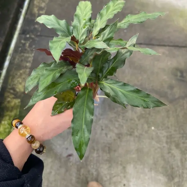 紫背波浪竹芋小苗 不带盆 好养净化空气四季常青观叶适合家居