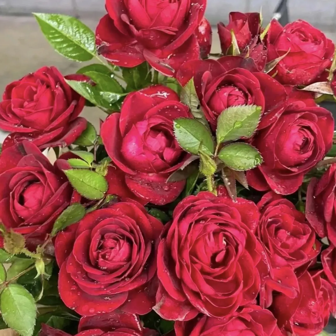 （红丝绒）一加仑大盆月季四季开花勤花耐晒耐雨淋阳台庭院栽种