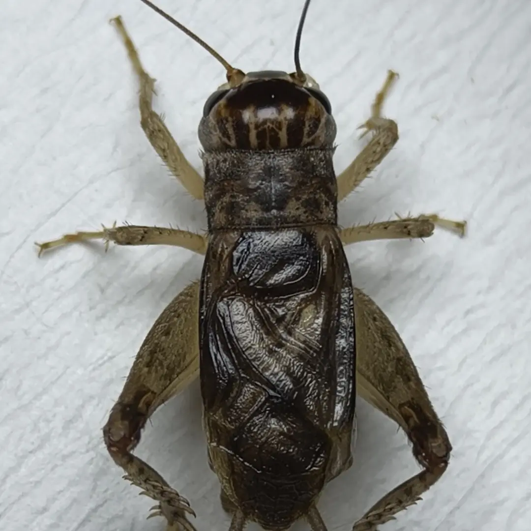 精品冬版白虫蟋蟀斗蟋蛐蛐硬骨架重口鸣虫佳品