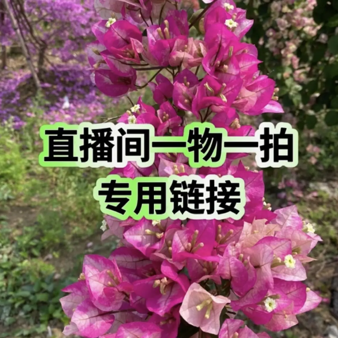 三角梅扦插袋苗直播间一物一拍