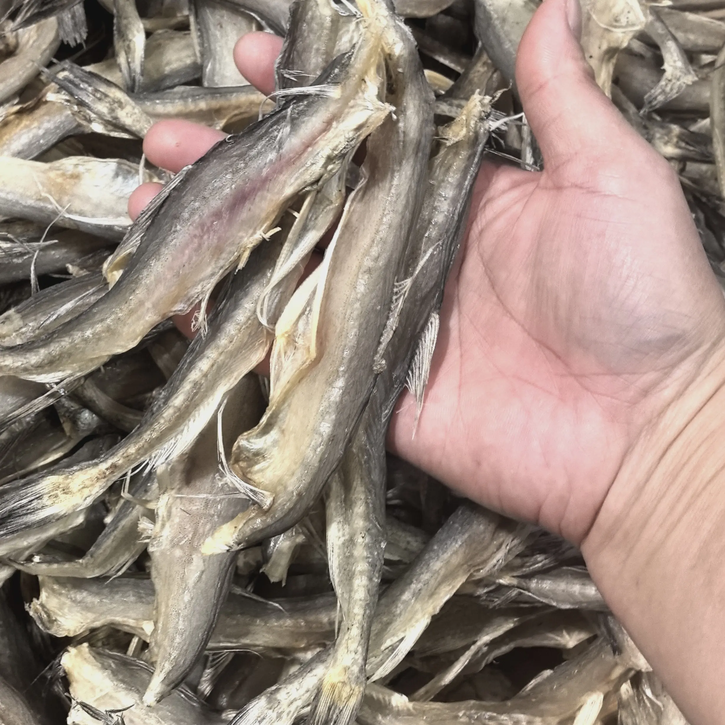 豆腐鱼仙鱼干本港