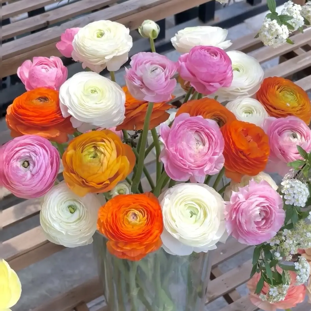 王小帅【洋牡丹】盆栽花卉 基地直发