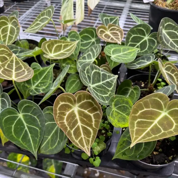 花烛室内热植盆栽好养雨林感大气观叶植物原盆原土