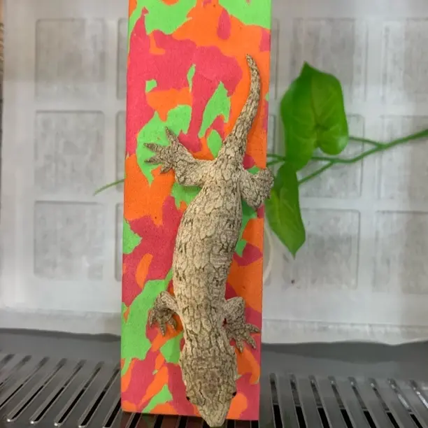 巨人守宫活体新手好饲养蜥蜴爬宠