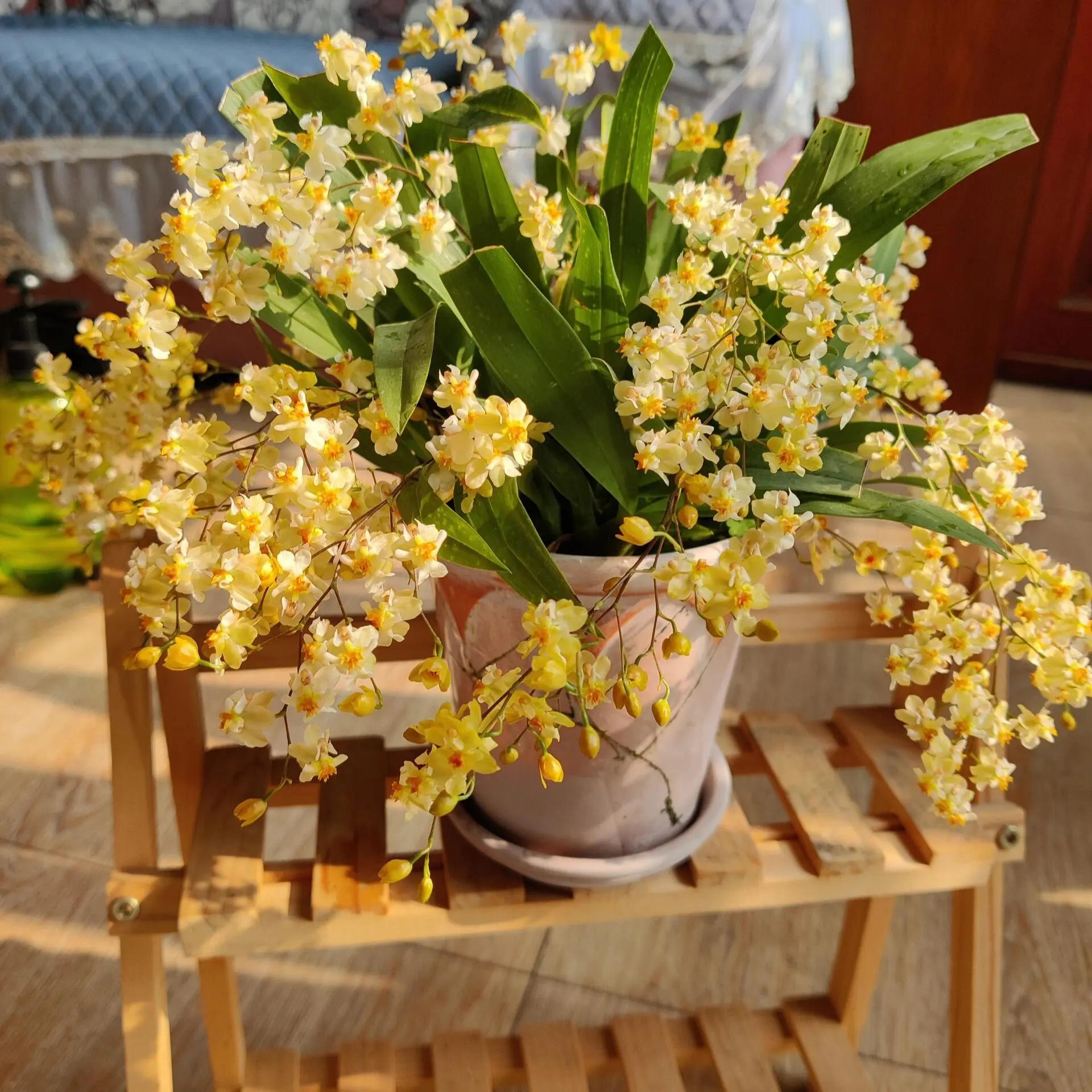 奶油黄梦香兰带北欧风花盆和肥料清香花卉室内阳台易养护