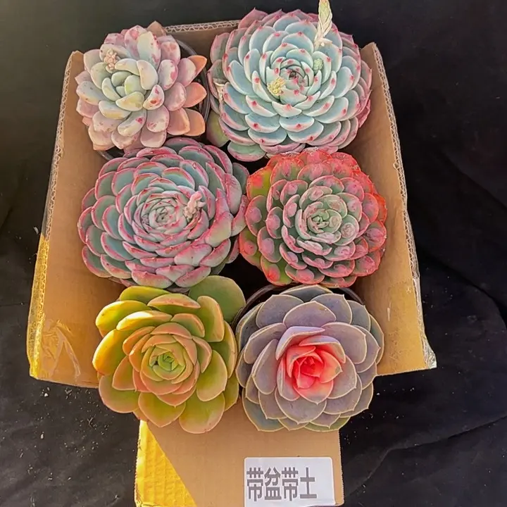 吉娃娃6个莲花座混搭组合带盆土发