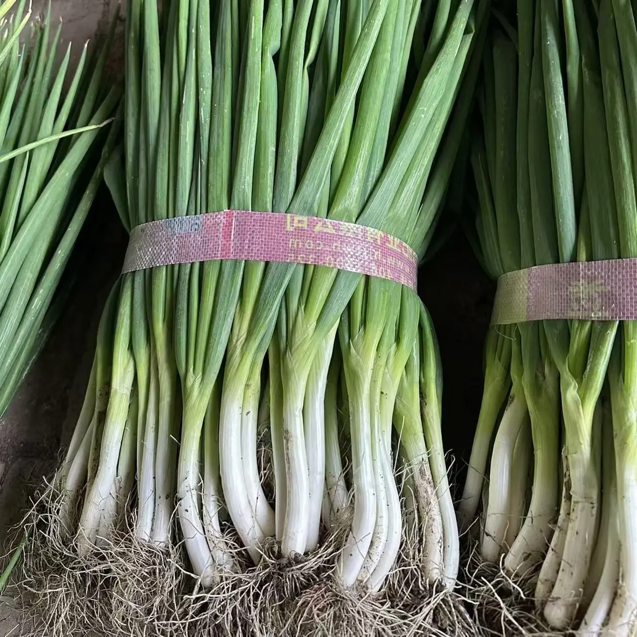 新鲜安徽分葱现挖带须带皮去半叶蔬菜甜脆长白分葱