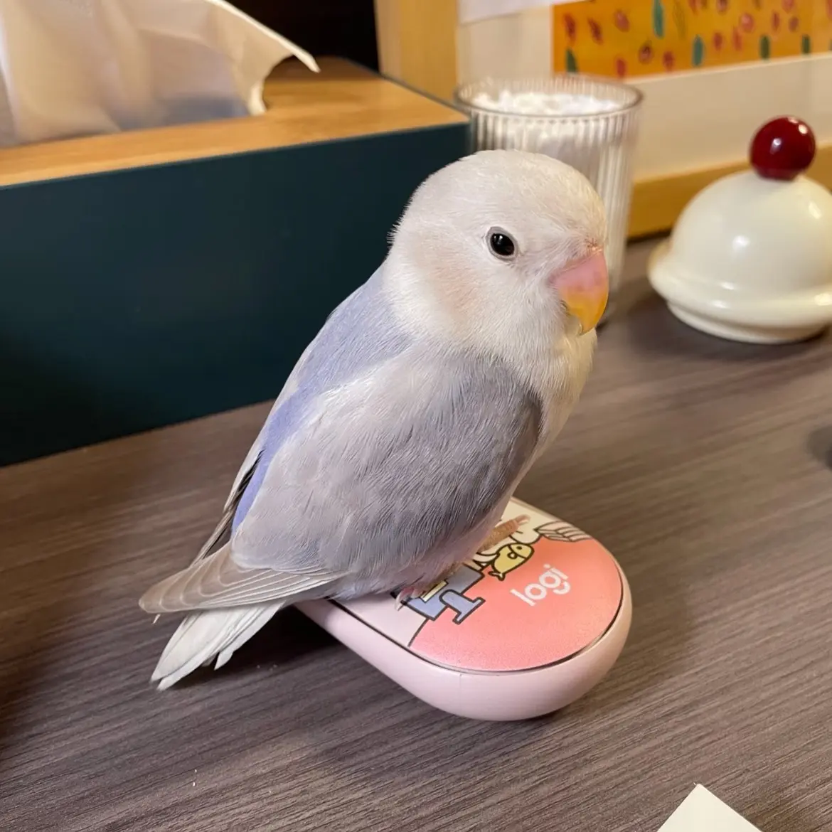 手养牡丹鹦鹉雏鸟活体宠物鸟亲人可上手爱情鸟好养活包邮到家