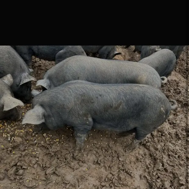 恩施熟食土猪 农家散养 现场称重 2号