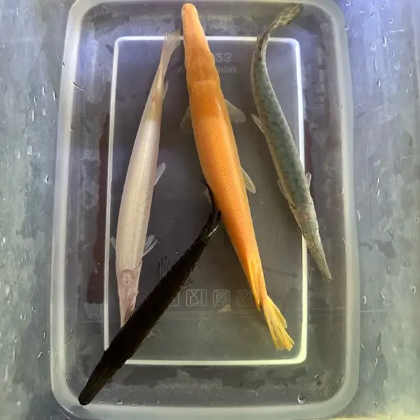 泥鳅活体冷水淡水观赏鱼好养耐活清洁鱼缸工具鱼宠物鱼