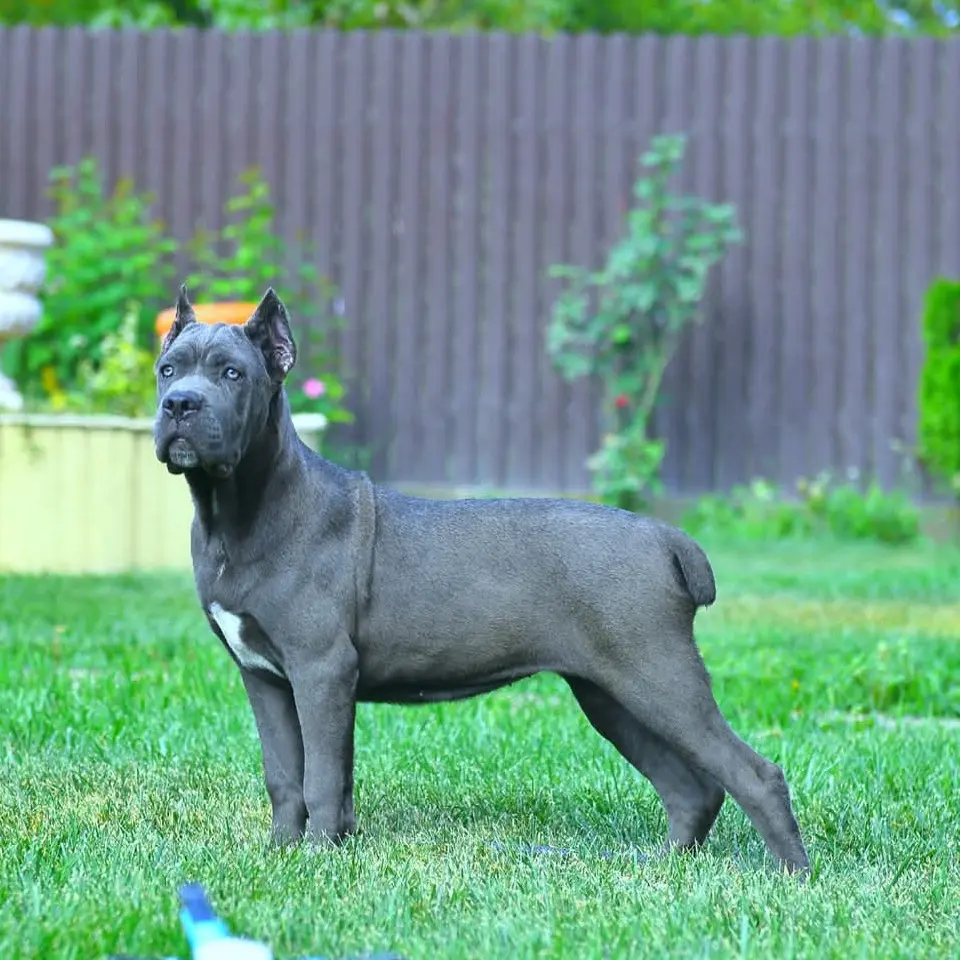 卡斯罗犬幼犬看家护院护卫犬防爆犬