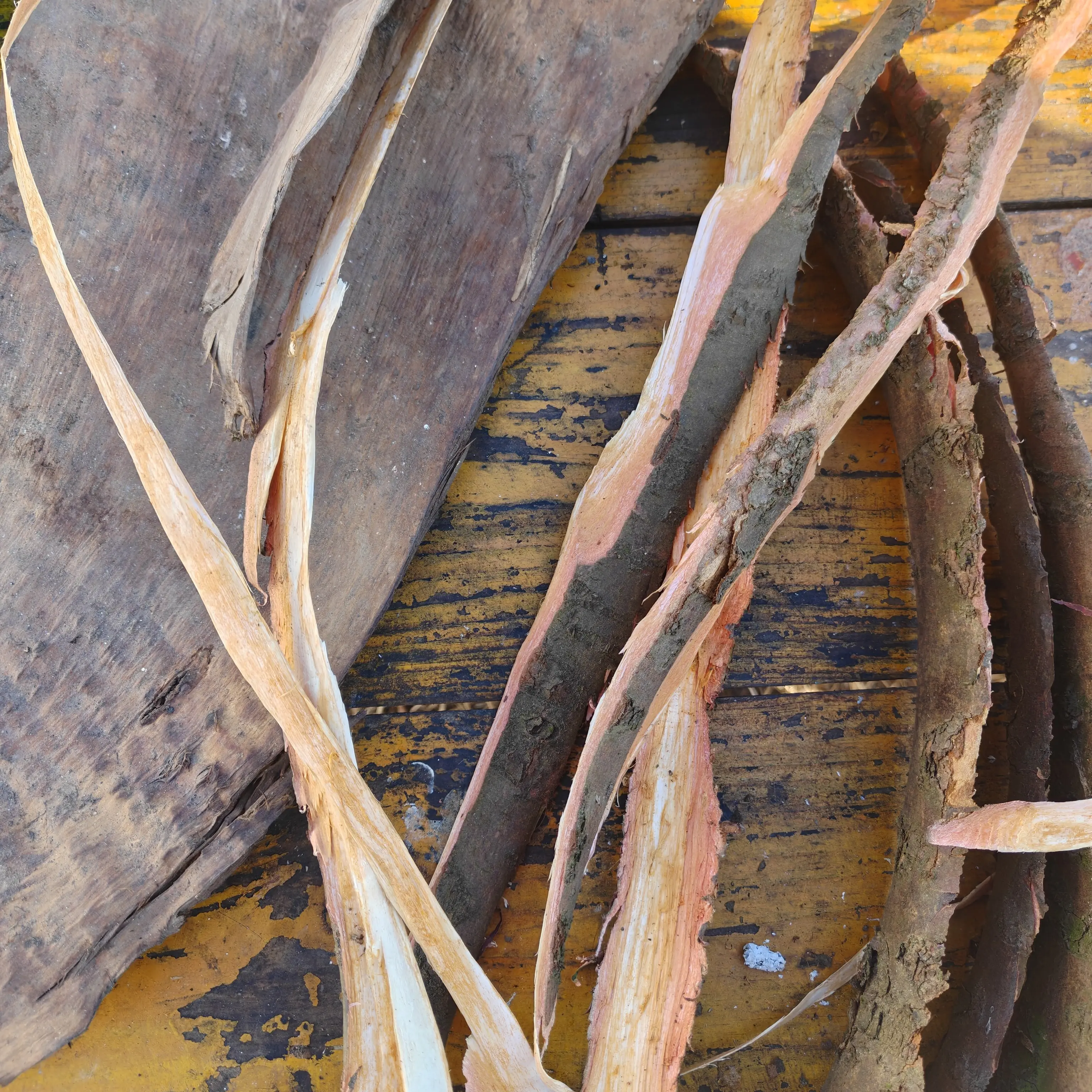 主播亲挖辛选 滇红豆杉树皮