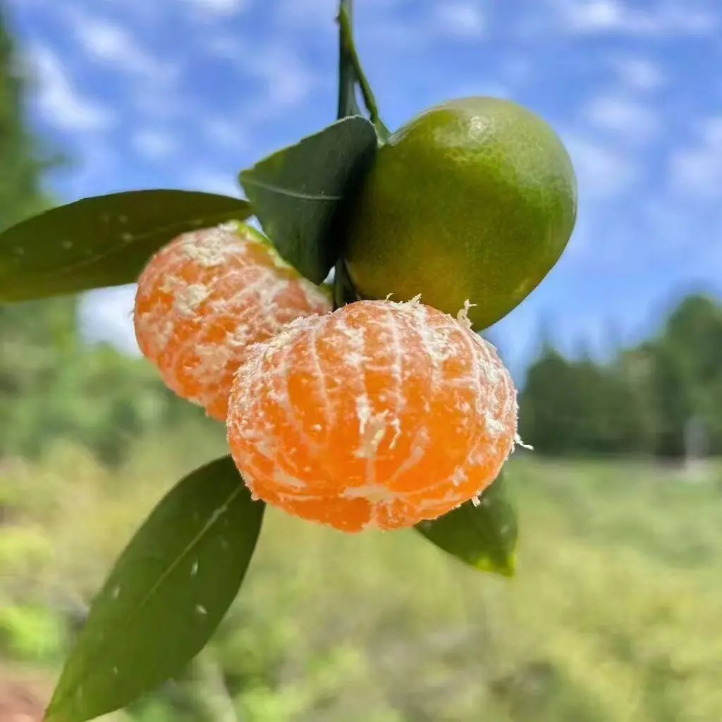 高山青皮涌泉蜜橘新鲜当季水果酸甜多汁皮薄无籽
