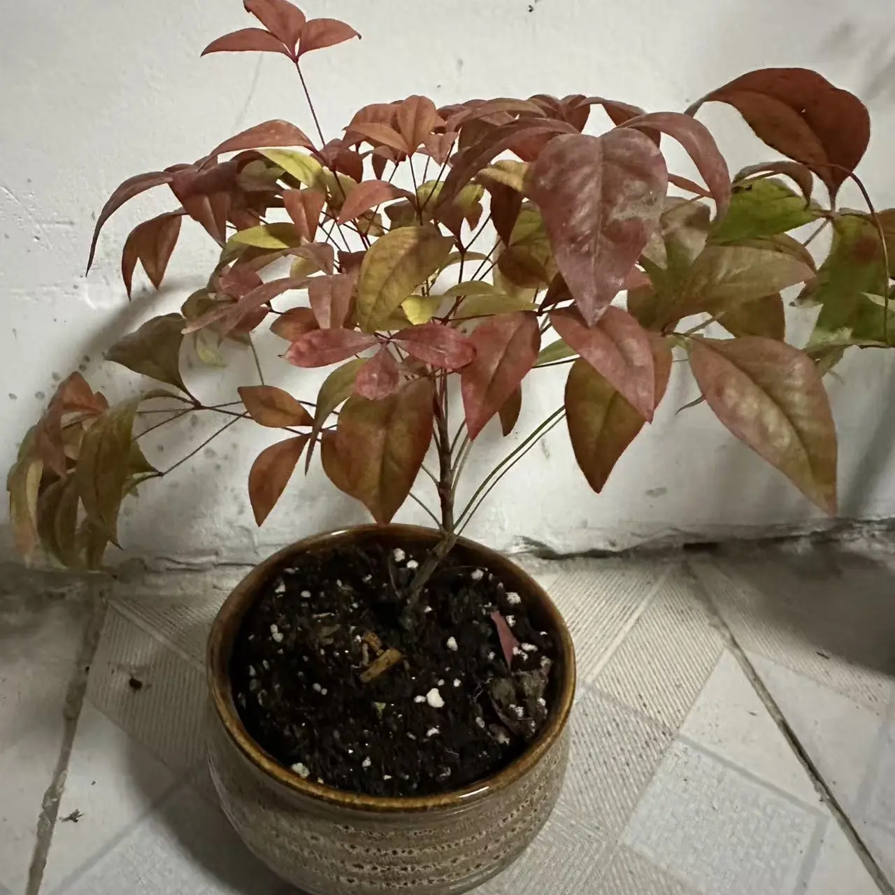 火焰南天竹盆栽耐寒好养越冷越红室内外高端绿植景观