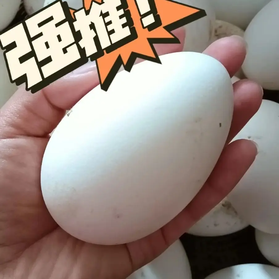 新鲜现捡农家散养土鹅蛋孕妇老人营养食用蛋