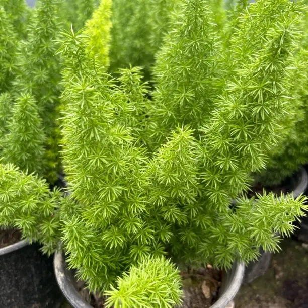 狐尾天门冬盆栽植物庭院阳台四季常青好养花卉绿植