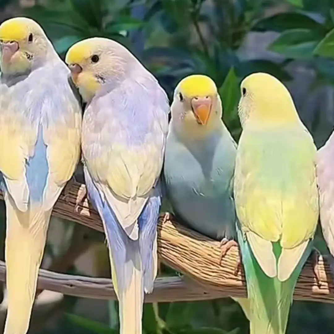 特色双金双显手养金彩虎皮鹦鹉，可教说话，十个技能可户外放飞，