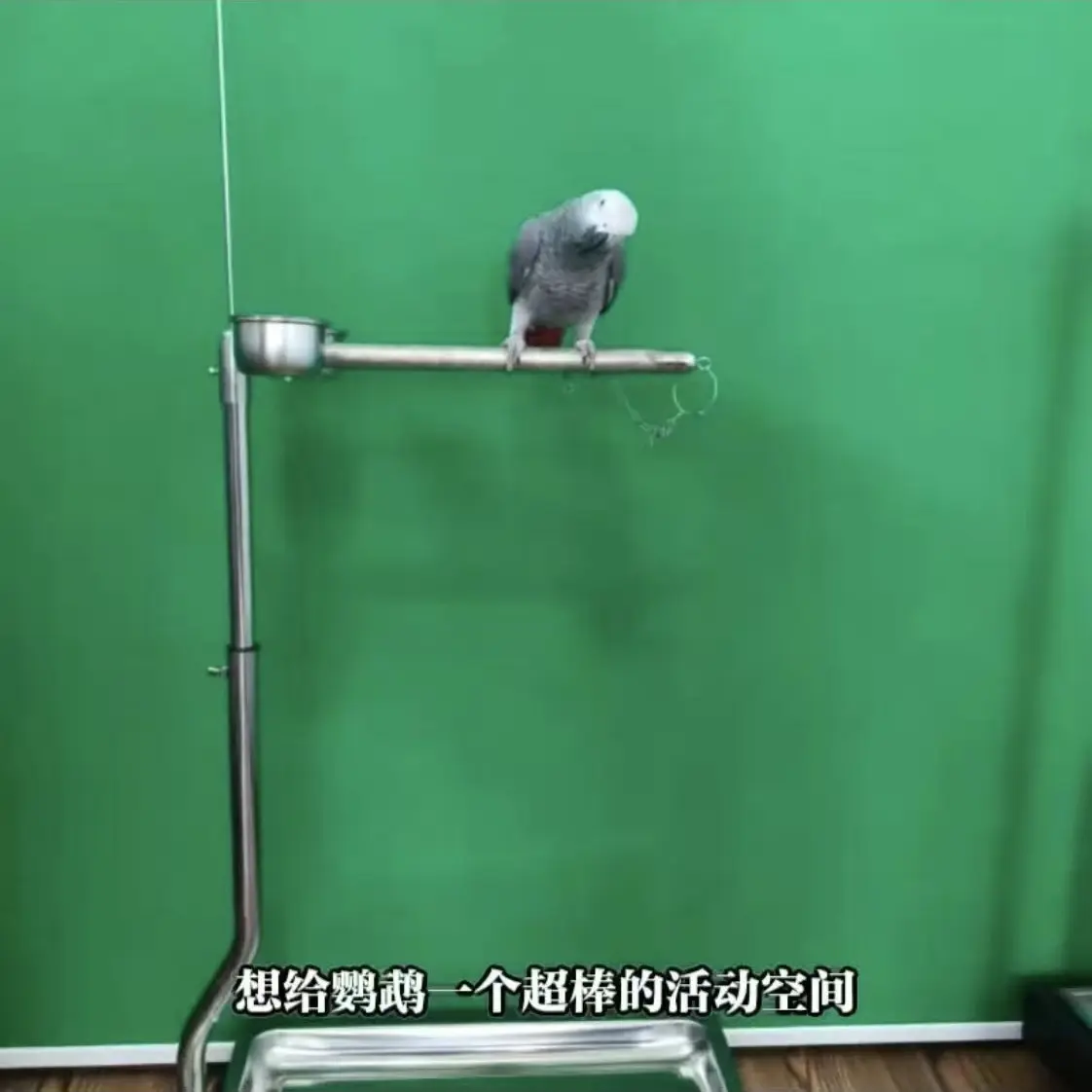 不锈钢鹦鹉站架适合灰机折衷亚马逊金刚葵花等中大型鹦鹉