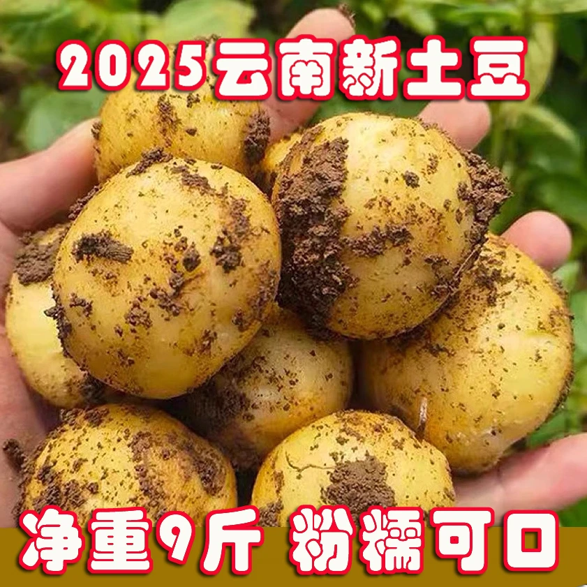 【带箱9.5-10斤】云南沙地黄皮黄心土豆新鲜马铃薯