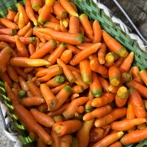 湖北农家特产胡萝卜新鲜现挖可生吃热炒煲汤富含维生素