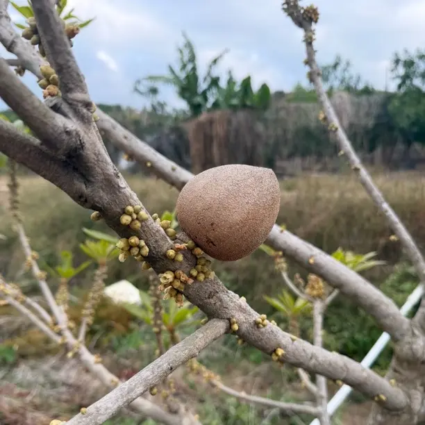 妈咪果 马嘉纳小苗
