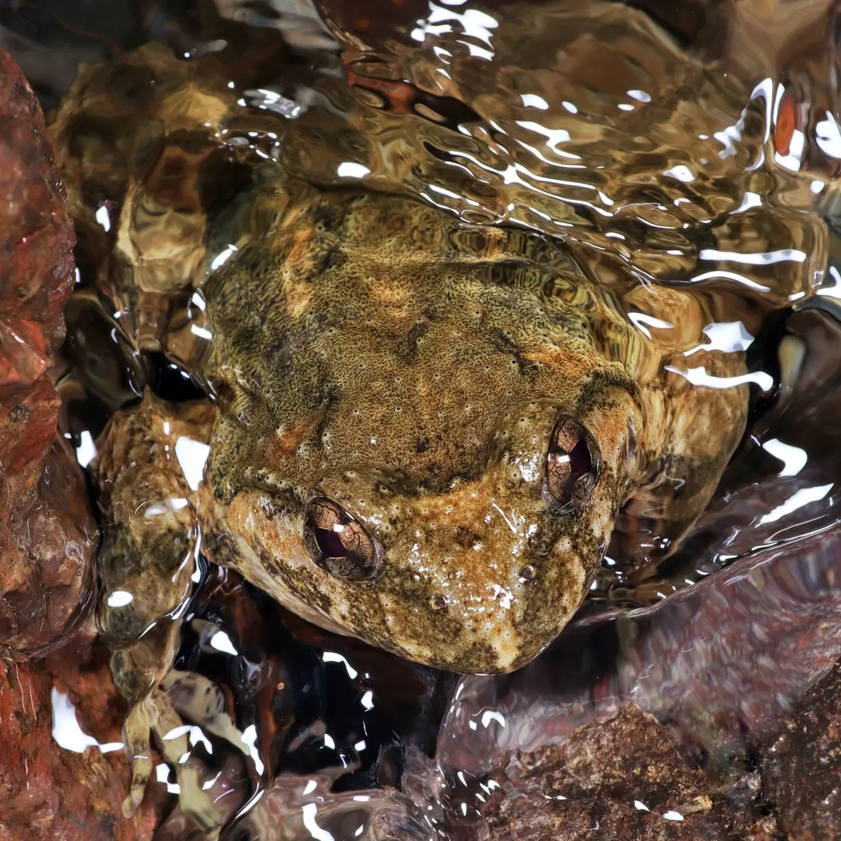 生态山洞石蛙（一斤4个）4年蛙  