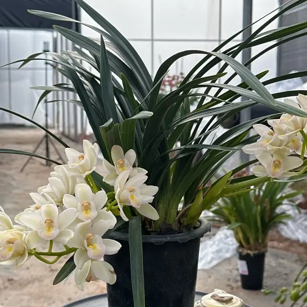 （阿伟家）杂交兰 白玉香兰 白色