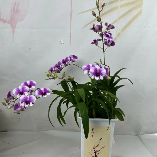 粉黛秋石斛兰双花剑发货室内好养护易养活花期长盆栽花卉
