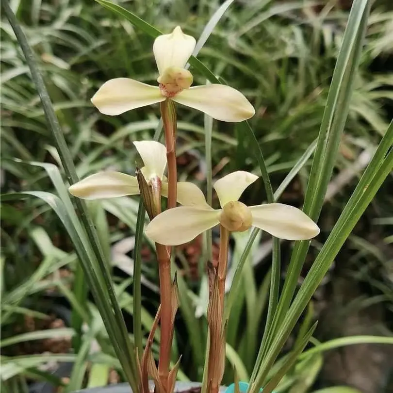 兰花直播2号链接