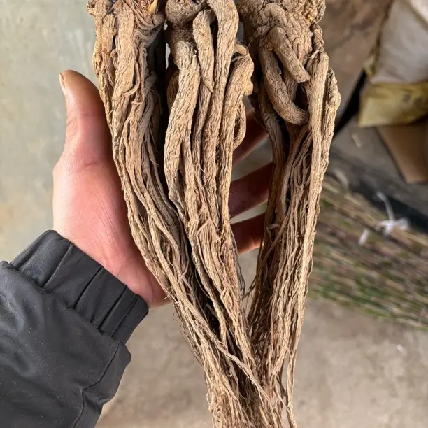 甘肃岷县干当归整根自然晒可煲汤泡酒滋补养生中药材