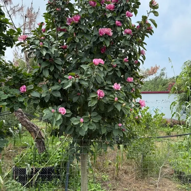 牡丹玉兰木槿花大树四季开花耐寒耐热好养易活