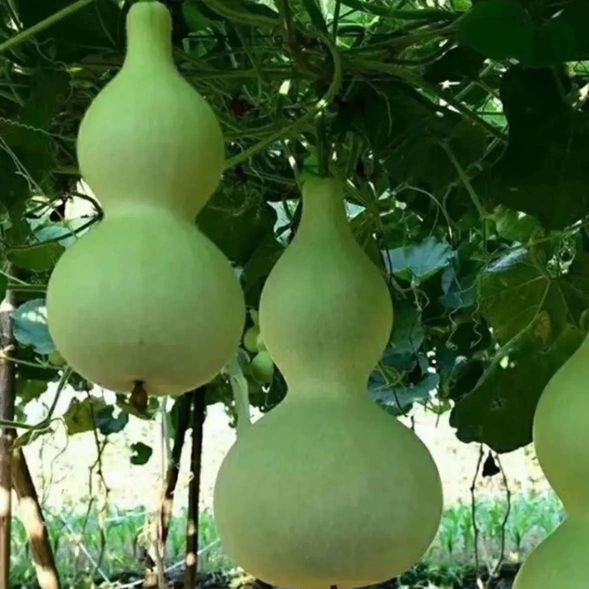 中号葫芦种子连腰大八宝