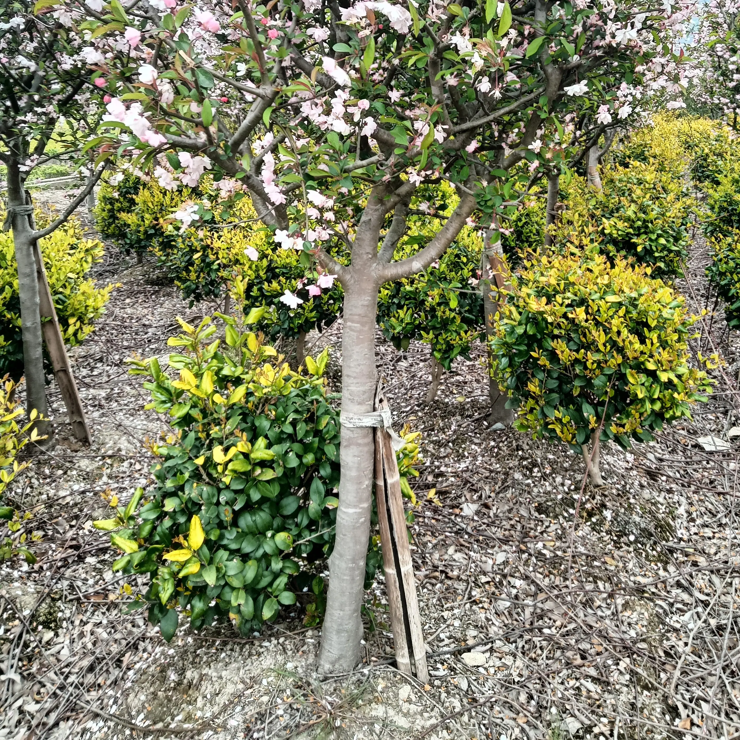 垂丝海棠绿化工程苗(100株起批)
